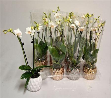 Горшечные цветы и растения оптом Phal Mini 2 Branche 10+ Deco от 12шт (для телеги) из Голландии с доставкой по России