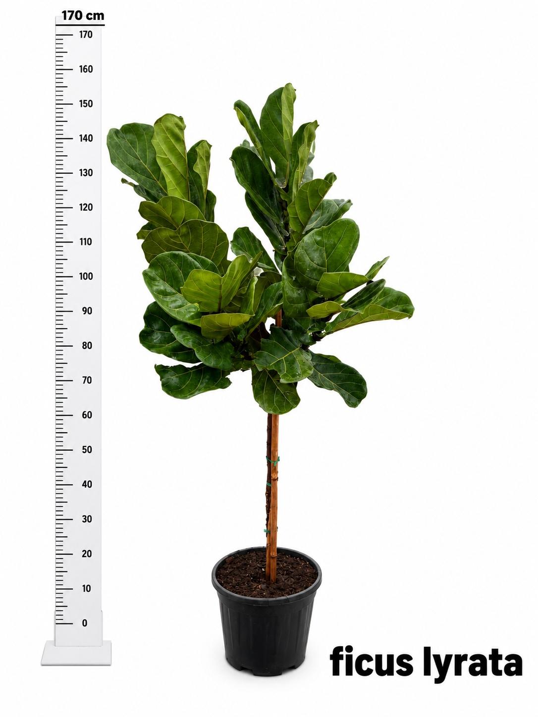Горшечные цветы и растения оптом Ficus Lyrata от 1шт из Голландии с доставкой по России