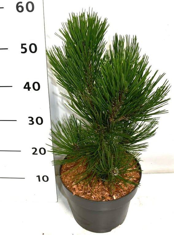 Горшечные цветы и растения оптом Pinus Heldreichii Malinki от 1шт из Голландии с доставкой по России