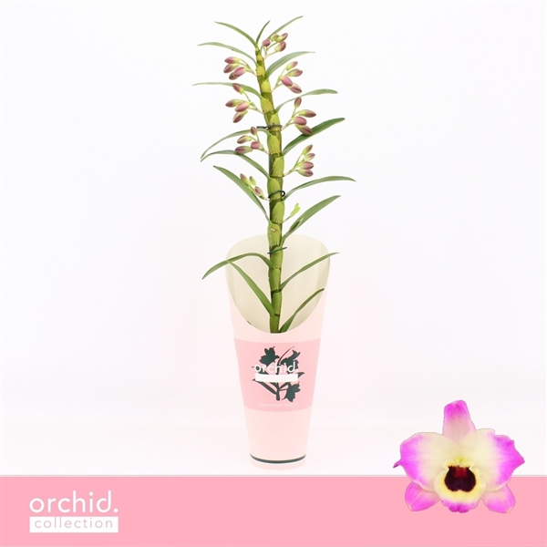 Горшечные цветы и растения оптом Den Nob 1st Sunny Eyes Orchid Collection от 6шт из Голландии с доставкой по России