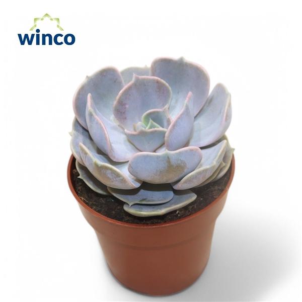 Горшечные цветы и растения оптом Echeveria Lilacina от 18шт (для телеги) из Голландии с доставкой по России