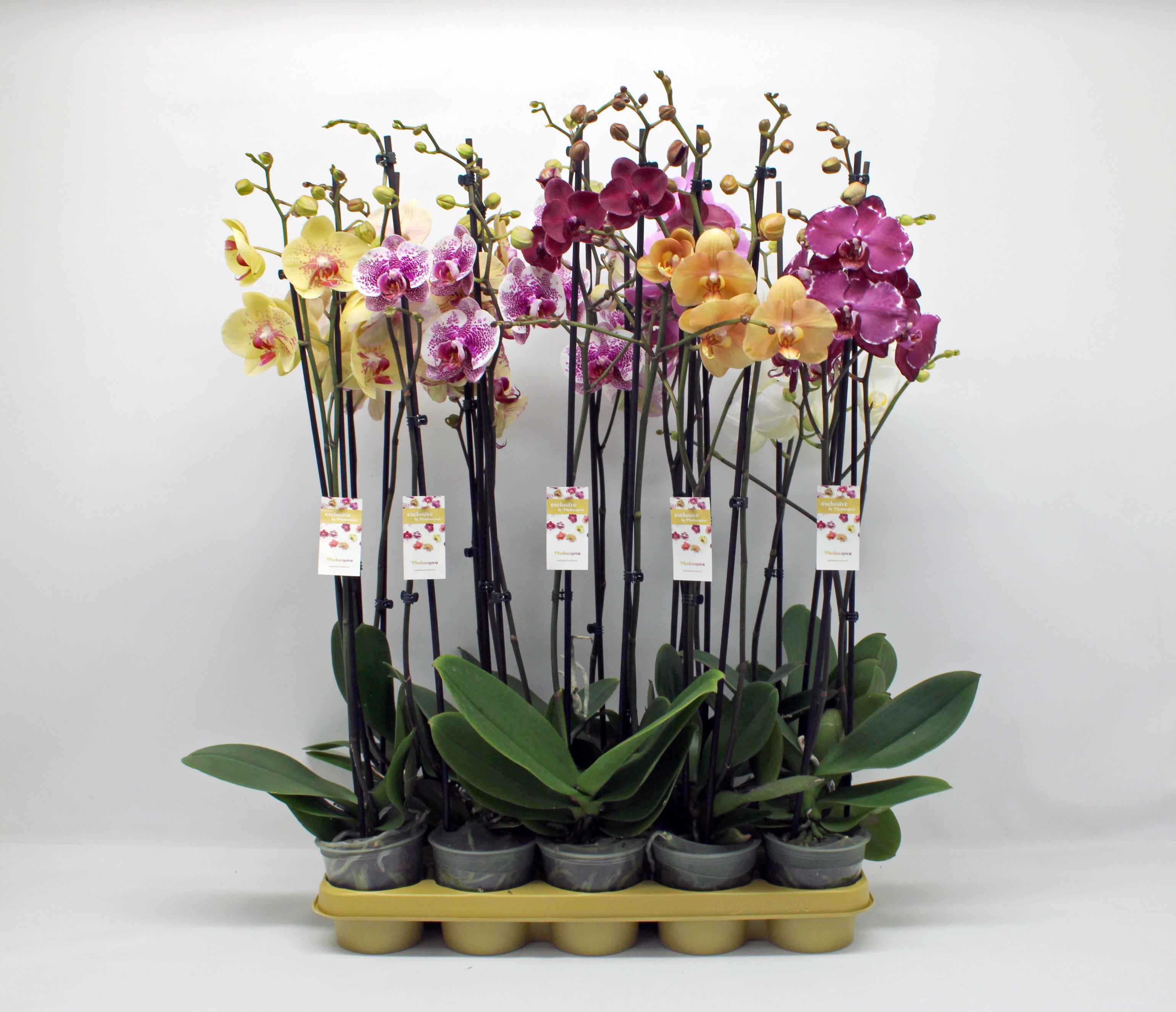 Горшечные цветы и растения оптом Phal 2st Mix 14+ (phalaenova) от 10шт из Голландии с доставкой по России