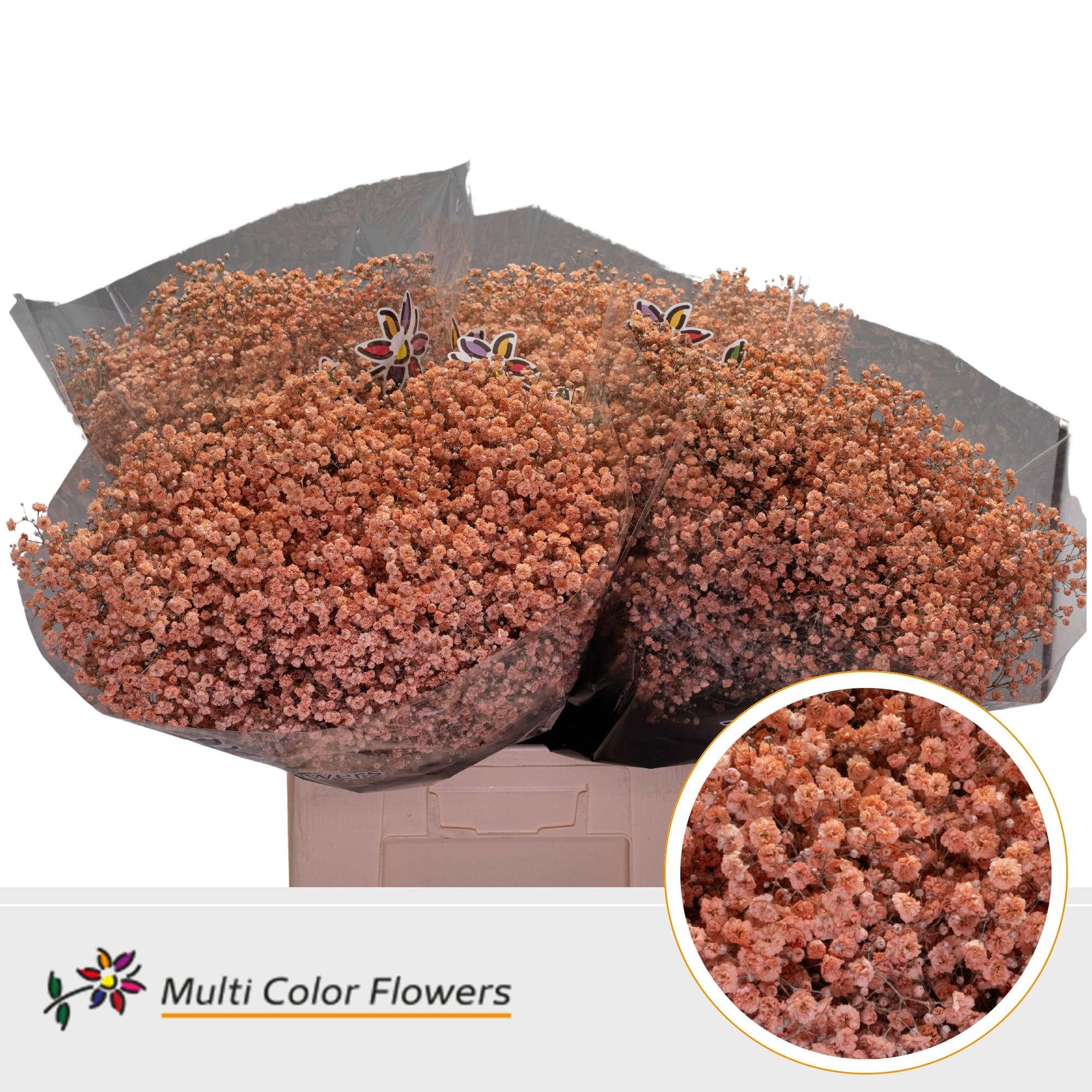 Срезанные цветы оптом Gyps large paint apricot от 100шт из Голландии с доставкой по России