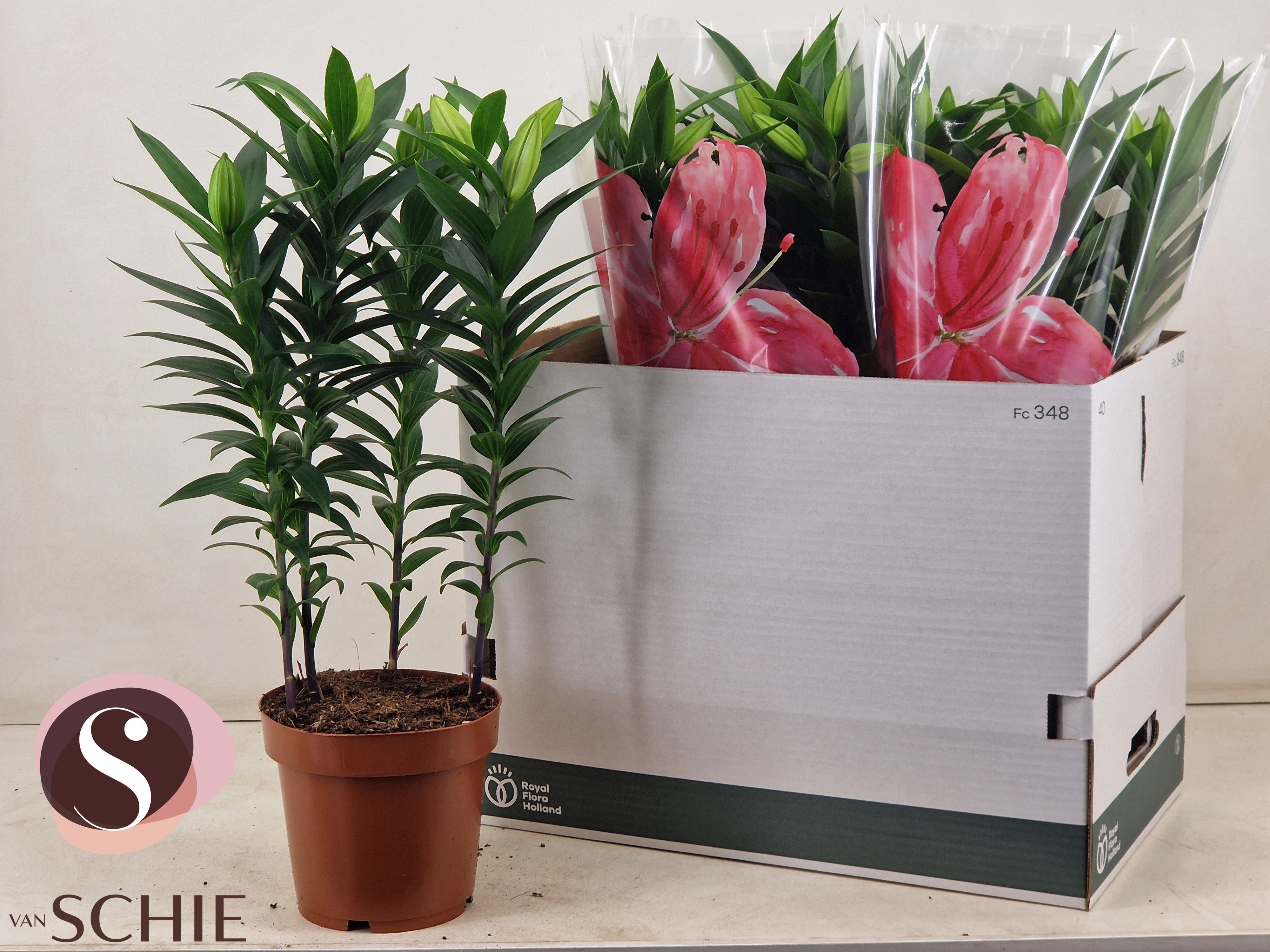 Горшечные цветы и растения оптом Lil Or Entertainer от 5шт из Голландии с доставкой по России