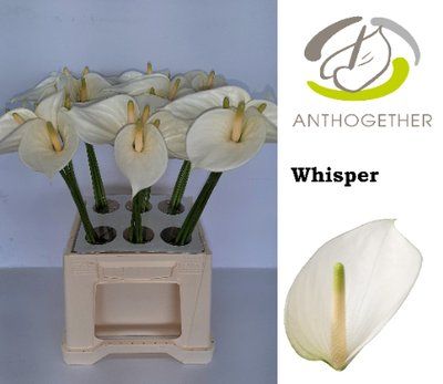 Срезанные цветы оптом Anthurium whisper от 30шт из Голландии с доставкой по России