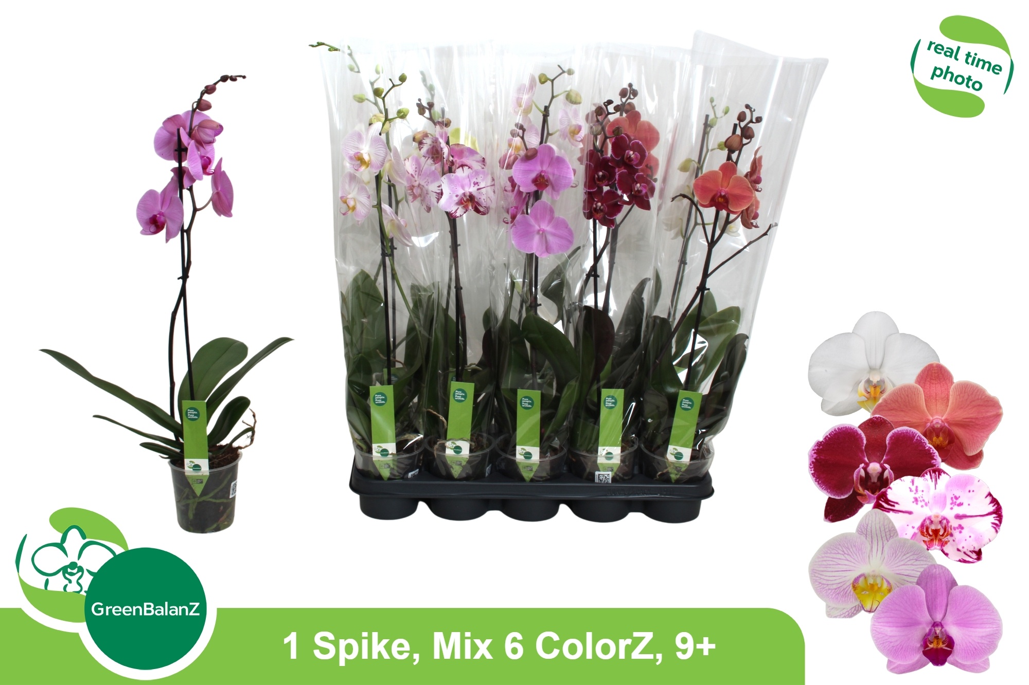 Горшечные цветы и растения оптом Phal Gem 6 Kl от 10шт из Голландии с доставкой по России