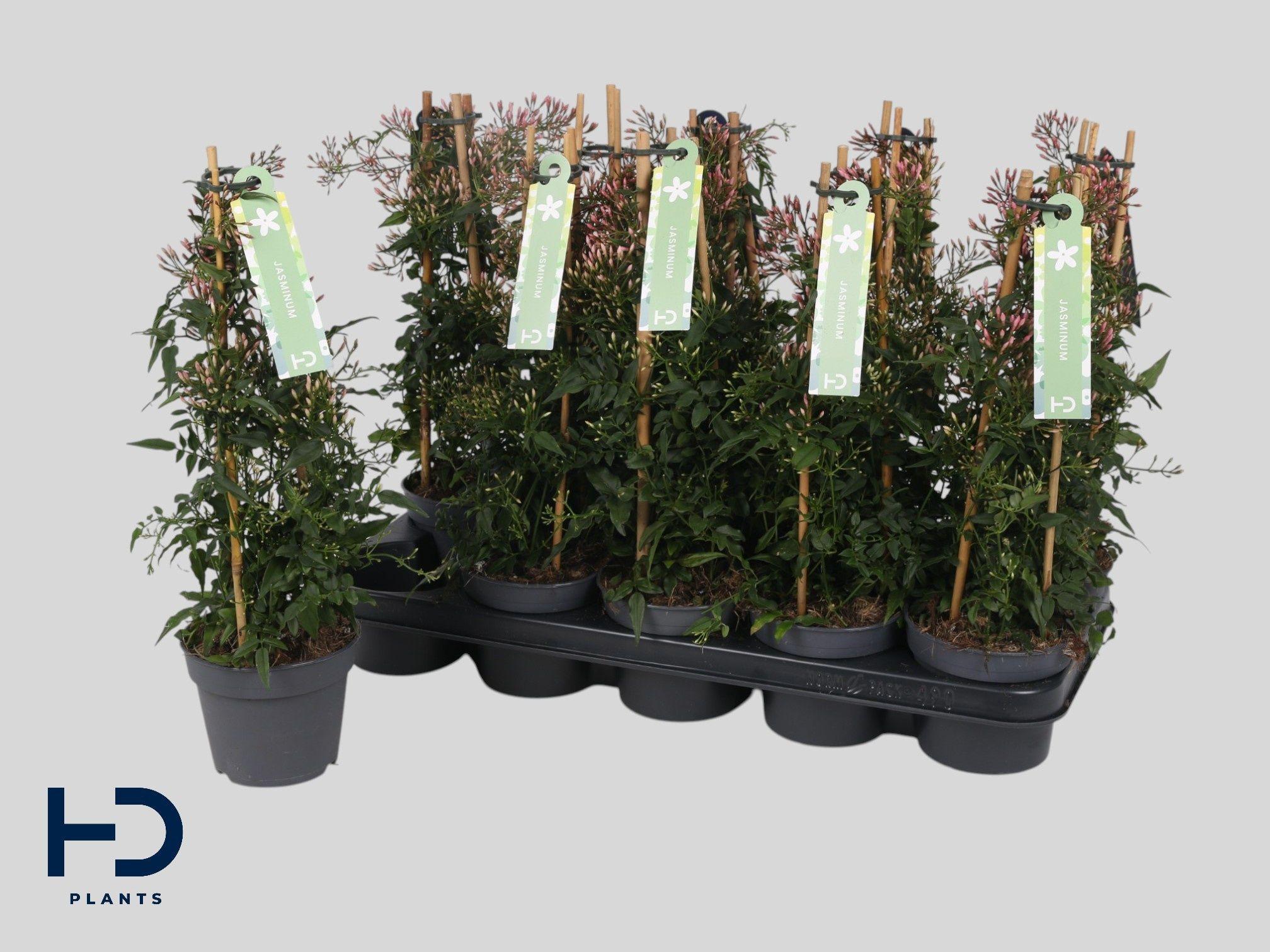 Горшечные цветы и растения оптом Jasm Polyanthum Wit от 10шт из Голландии с доставкой по России