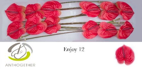 Срезанные цветы оптом Anthurium enjoy от 12шт из Голландии с доставкой по России