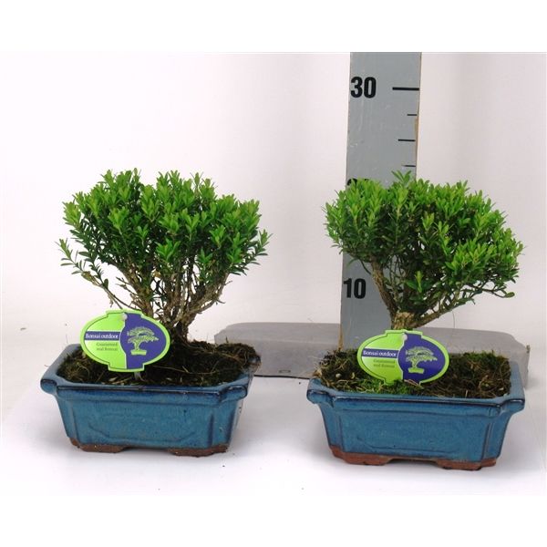 Горшечные цветы и растения оптом Bonsai Buxus Harlandii Broom, Without Driptray от 6шт из Голландии с доставкой по России