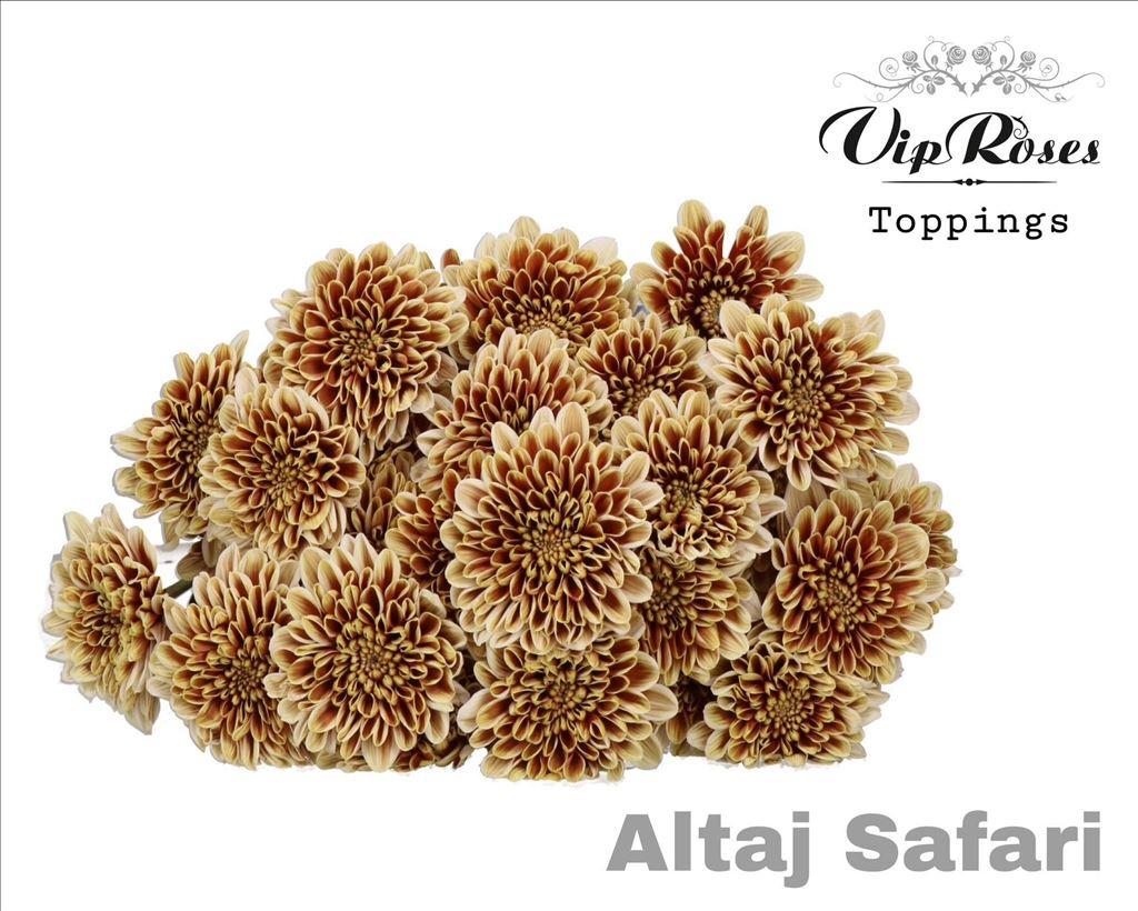 Срезанные цветы оптом Chrys sp paint altaj safari от 20шт из Голландии с доставкой по России