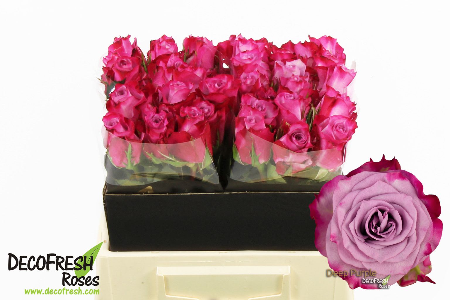 Срезанные цветы оптом Rosa large deep purple от 40шт. из Голландии с доставкой по России