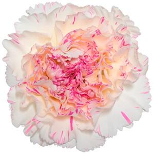 Срезанные цветы оптом Dianthus st yukari cherry от 240шт из Голландии с доставкой по России