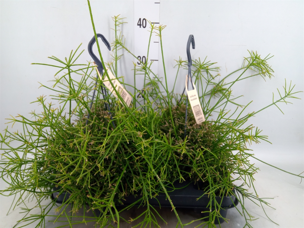 Горшечные цветы и растения оптом Rhipsalis   ... от 2шт из Голландии с доставкой по России