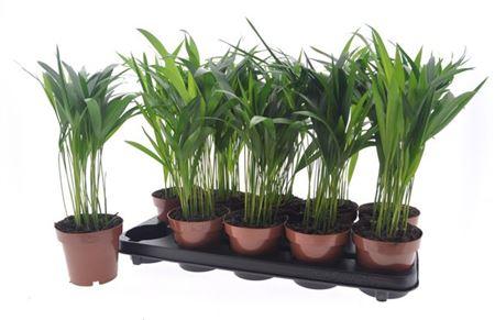 Горшечные цветы и растения оптом Dypsis Lutescens от 10шт из Голландии с доставкой по России