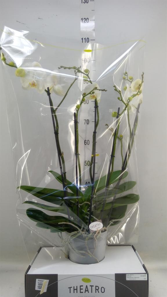 Горшечные цветы и растения оптом Phalaenopsis   ...white от 1шт из Голландии с доставкой по России