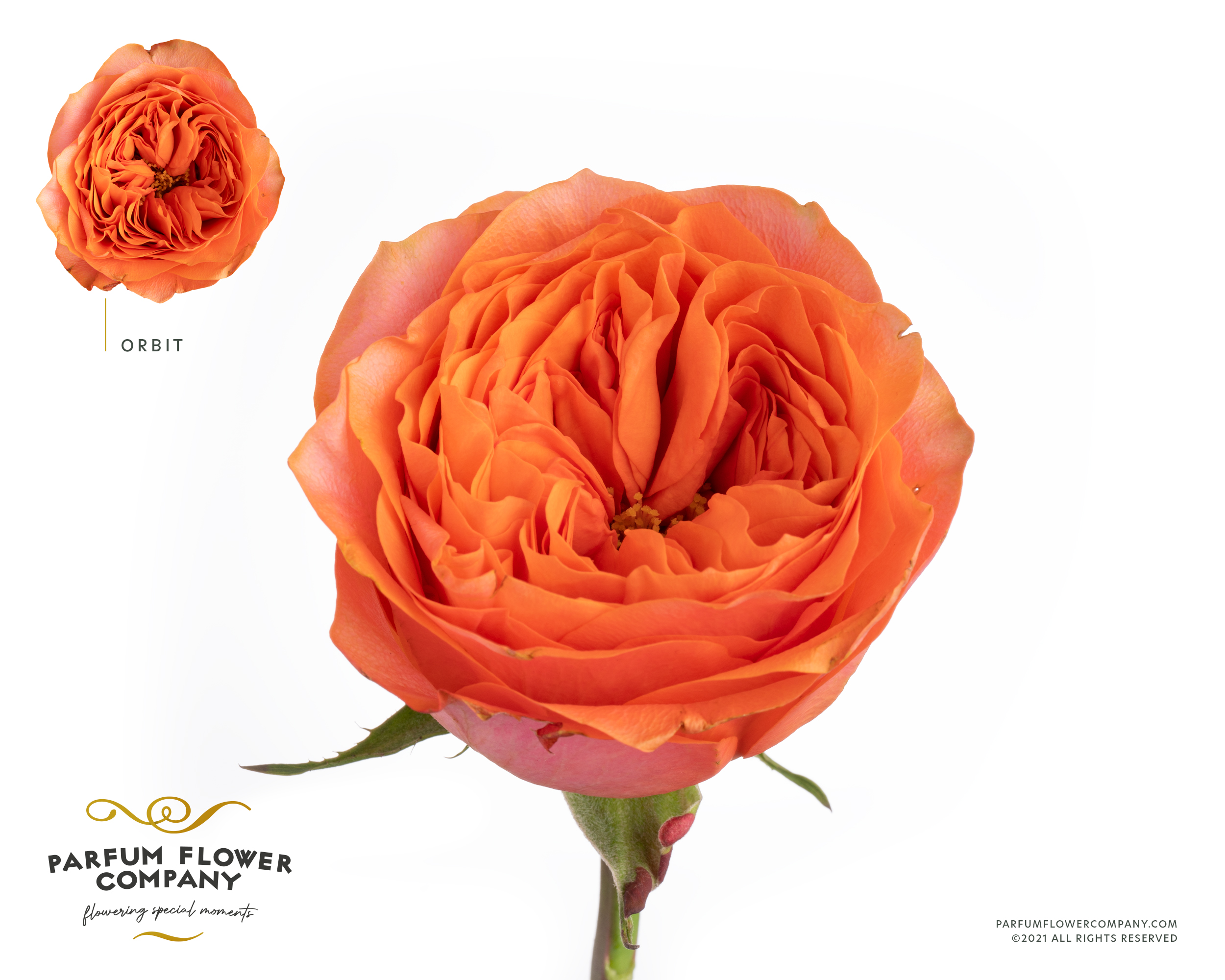 Срезанные цветы оптом Rosa garden orbit от 24шт из Голландии с доставкой по России