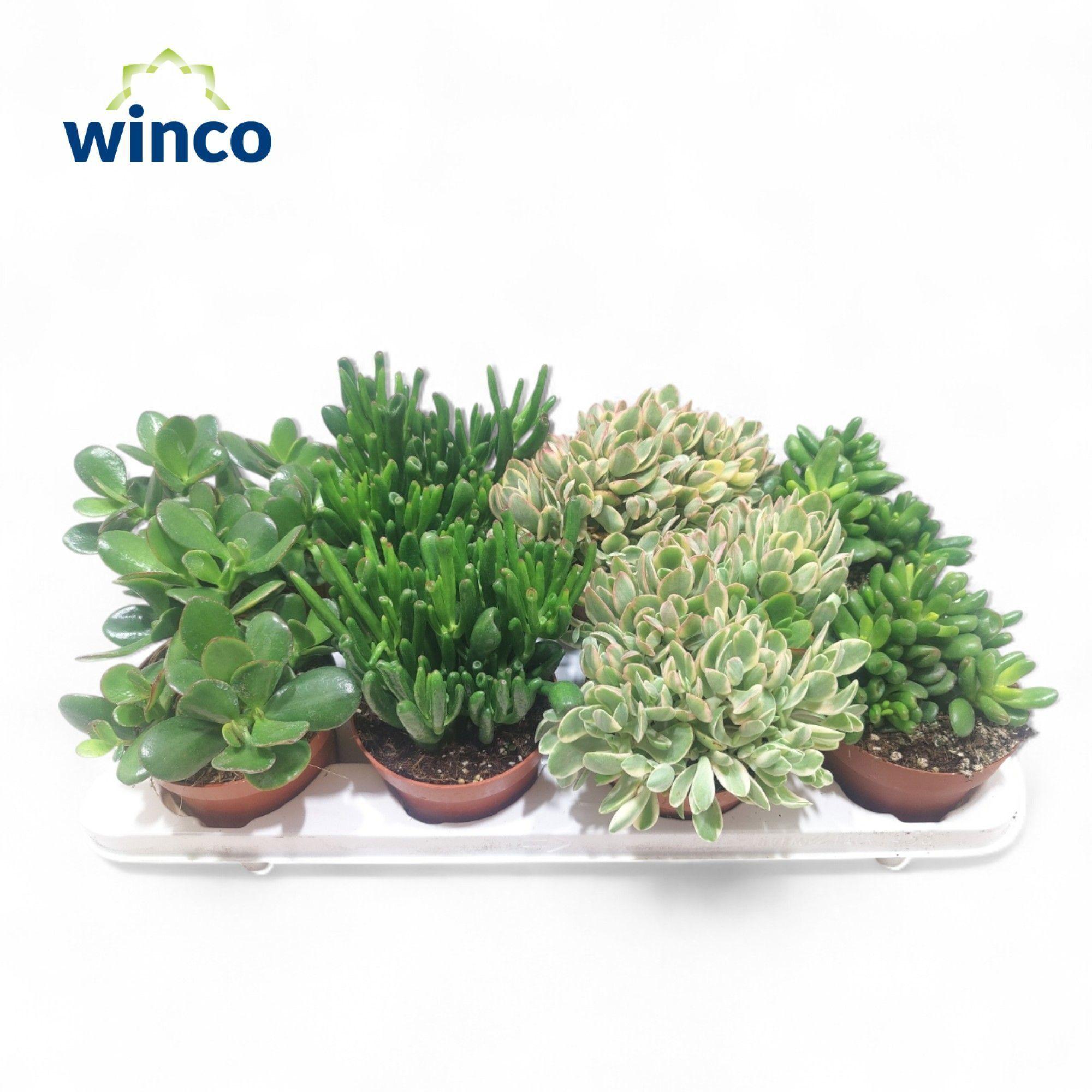 Горшечные цветы и растения оптом Crass Gem от 8шт из Голландии с доставкой по России