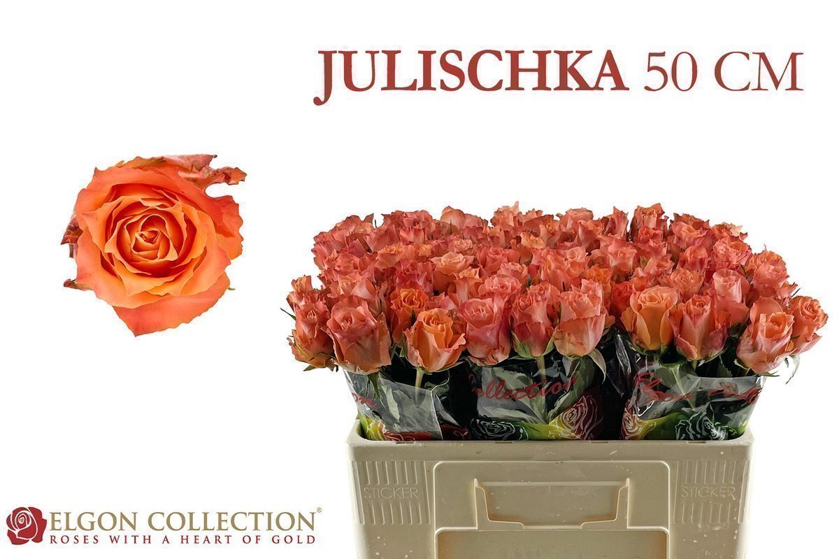 Срезанные цветы оптом Rosa large julischka A от 80шт из Голландии с доставкой по России