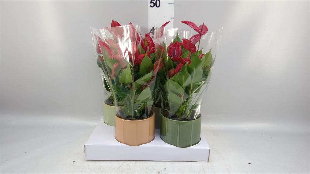 Горшечные цветы и растения оптом Anthurium banderola Lava от 4шт из Голландии с доставкой по России