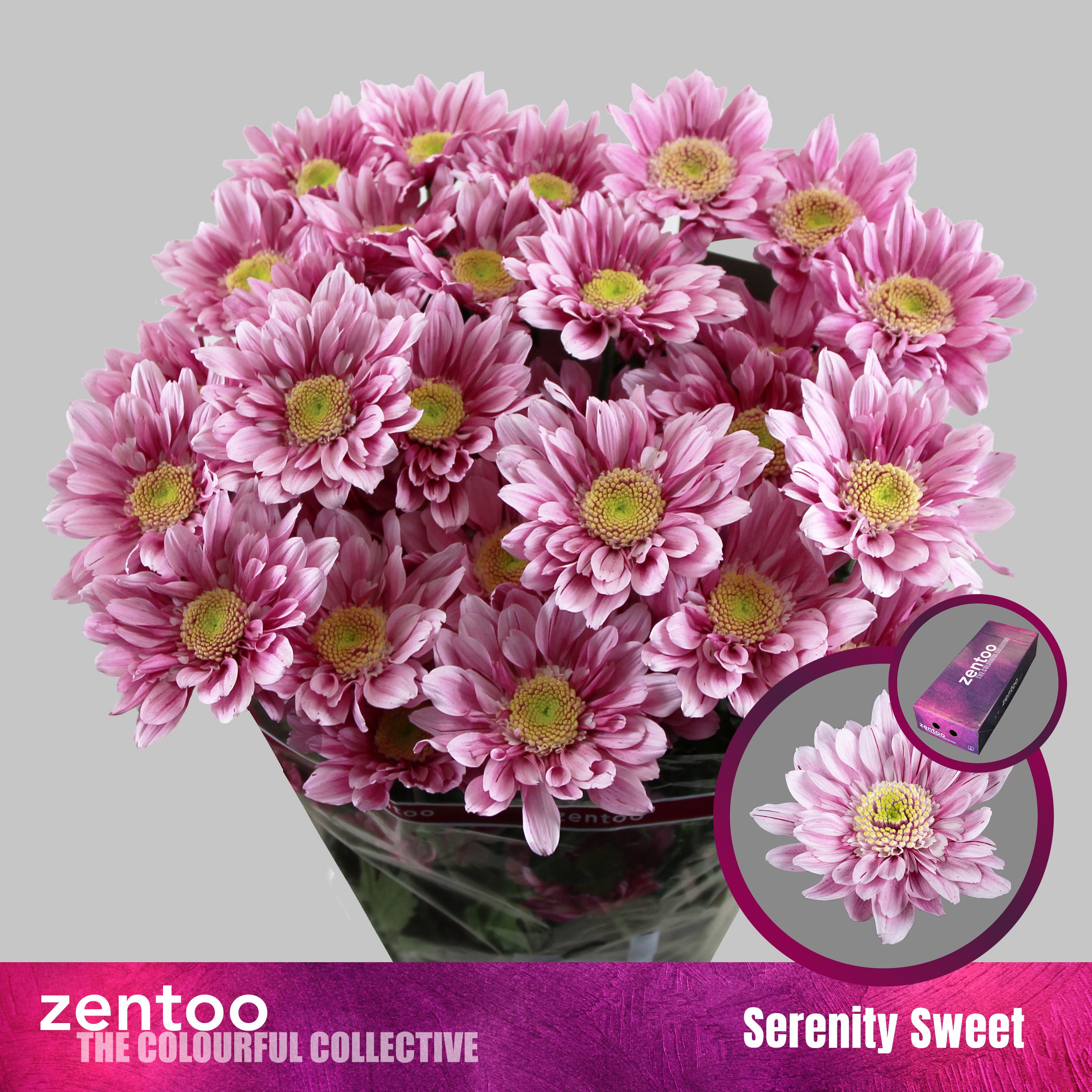 Срезанные цветы оптом Chrys sp serenity sweet от 160шт из Голландии с доставкой по России