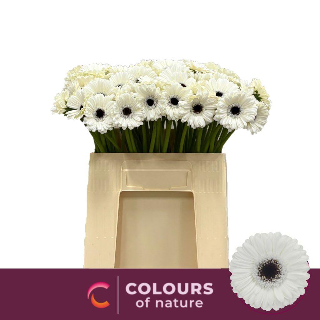 Срезанные цветы оптом Germini lido от 80шт. из Голландии с доставкой по России