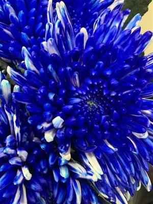 Срезанные цветы оптом Chrys bl paint topspin blue от 60шт из Голландии с доставкой по России