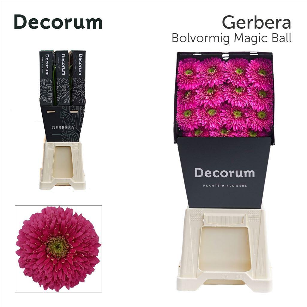 Срезанные цветы оптом Gerbera diamond magic ball от 45шт из Голландии с доставкой по России