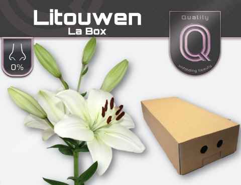 Срезанные цветы оптом Lilium la litouwen от 60шт из Голландии с доставкой по России