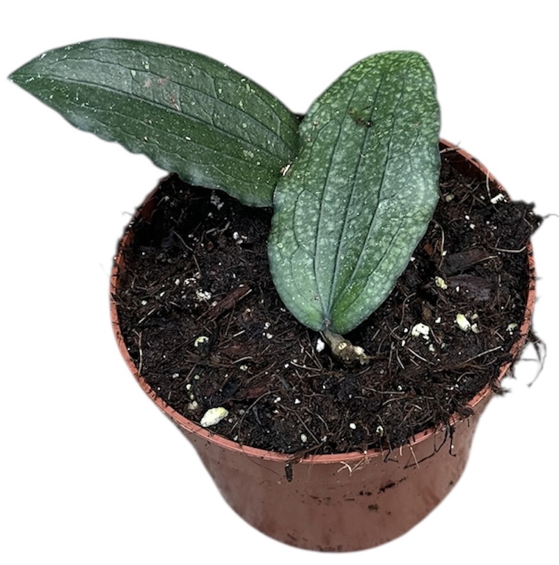 Горшечные цветы и растения оптом Hoya Erythrina от 1шт из Голландии с доставкой по России