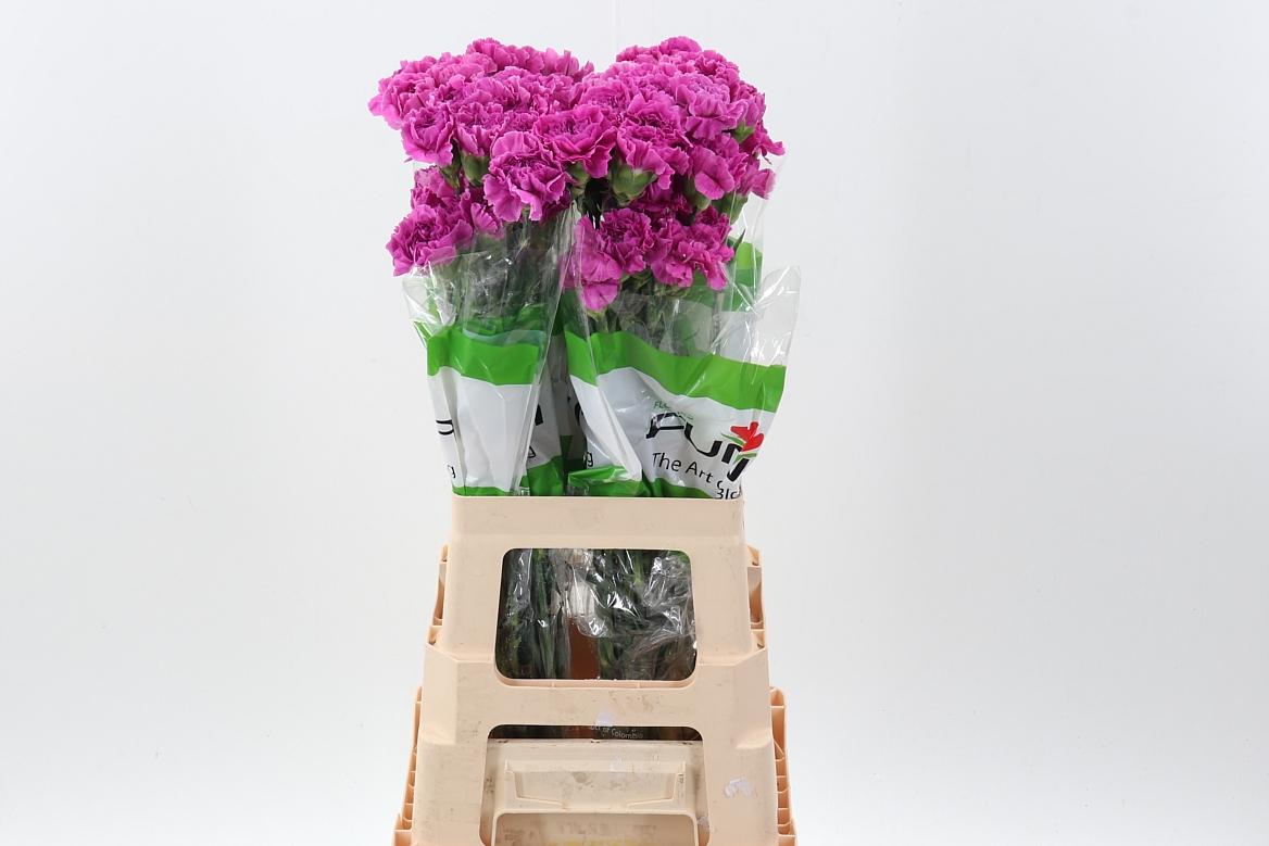 Срезанные цветы оптом Dianthus st farida от 80шт из Голландии с доставкой по России