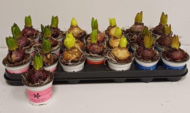 Горшечные цветы и растения оптом Hyacin Gem 4 Kl от 20шт (для телеги) из Голландии с доставкой по России