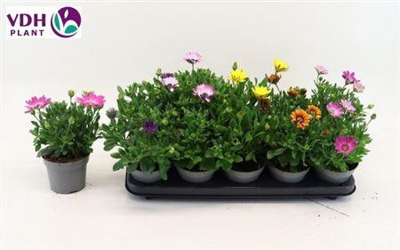 Горшечные цветы и растения оптом Osteo Gem от 10шт из Голландии с доставкой по России
