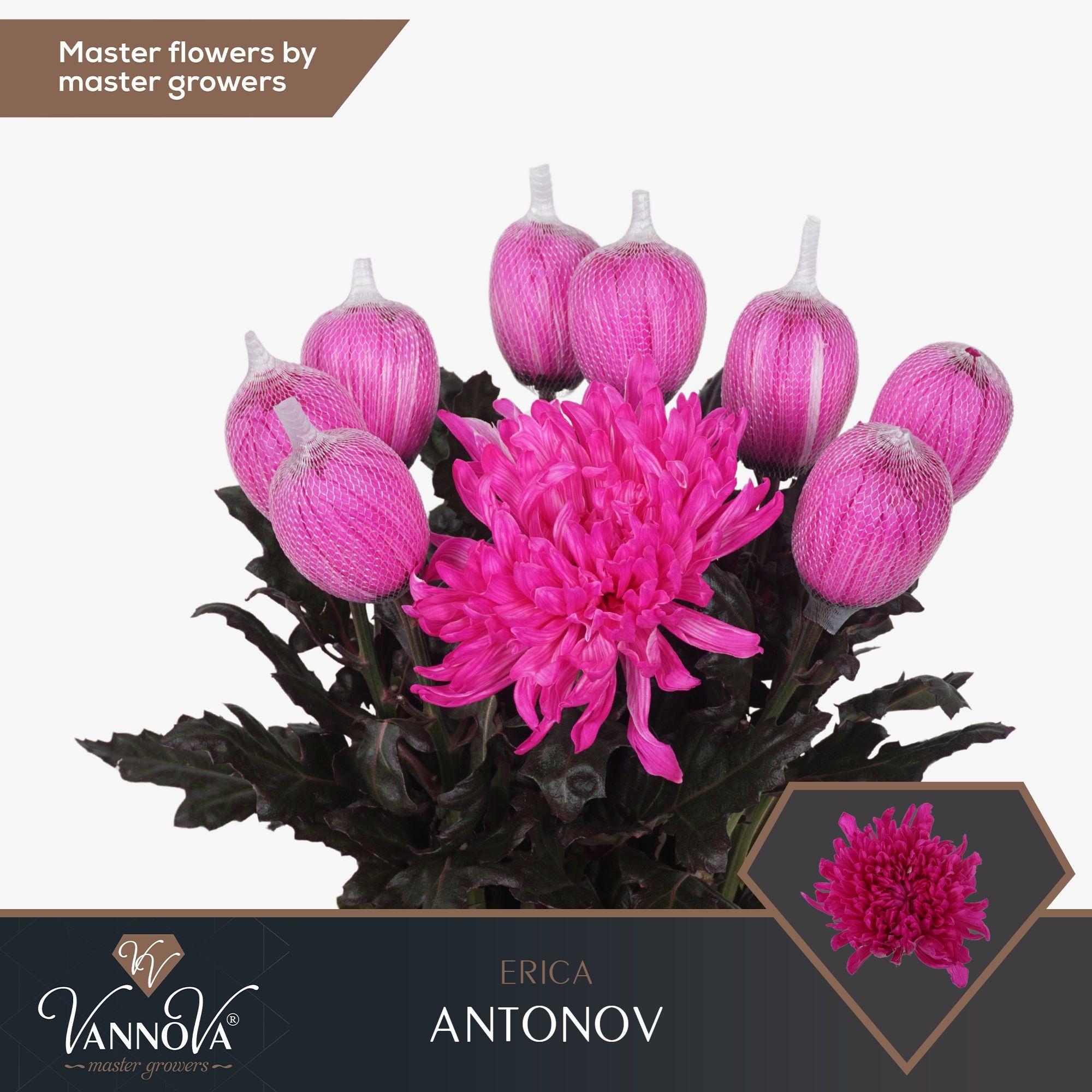 Срезанные цветы оптом Chrys bl paint antonov erica от 120шт.. из Голландии с доставкой по России