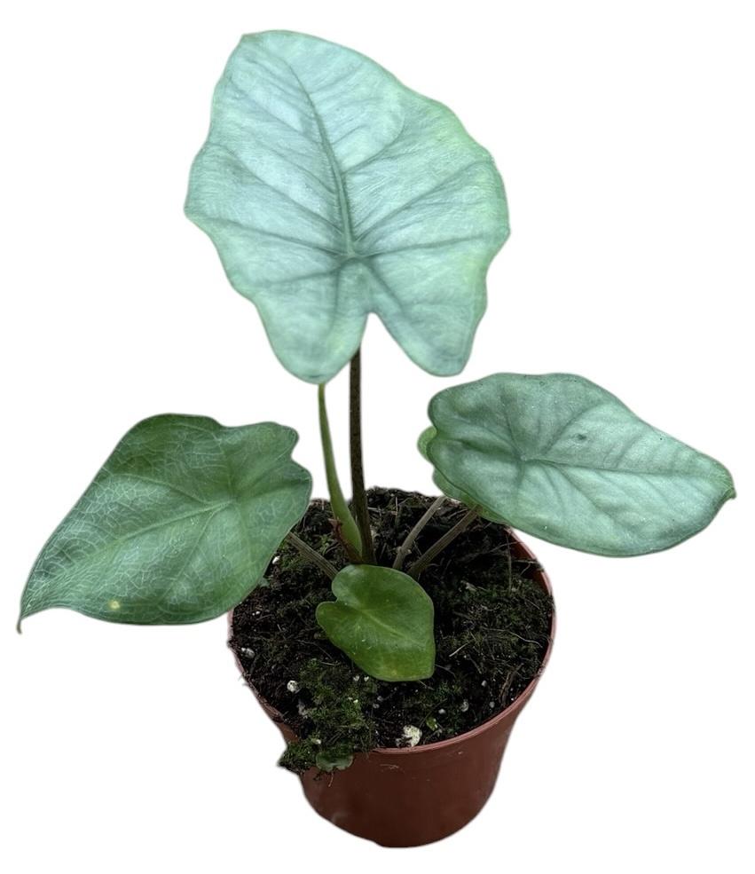 Горшечные цветы и растения оптом Alocasia Heterophylla Corazon от 1шт (для телеги) из Голландии с доставкой по России