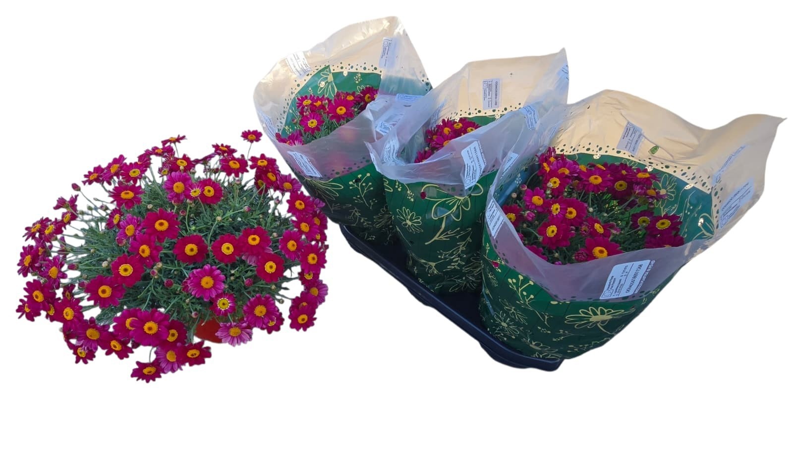 Горшечные цветы и растения оптом Arg Giuditta от 3шт из Голландии с доставкой по России