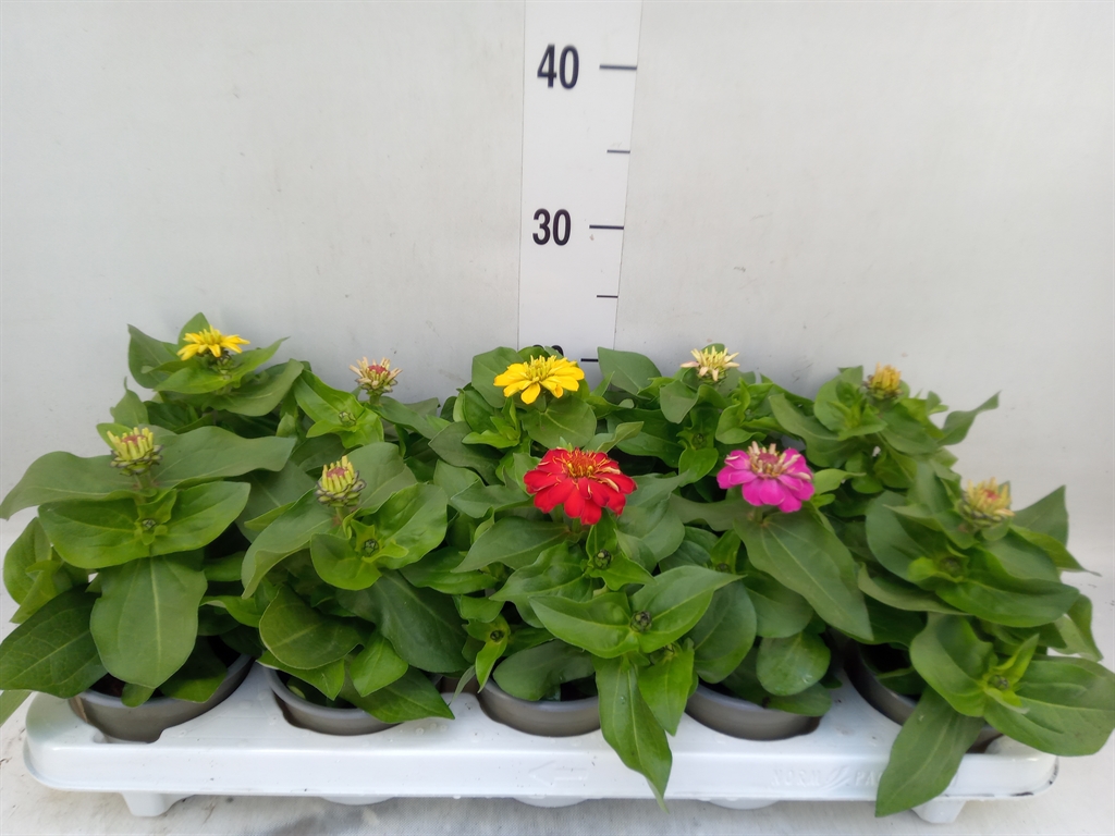 Горшечные цветы и растения оптом Zinnia   ...mix от 10шт из Голландии с доставкой по России