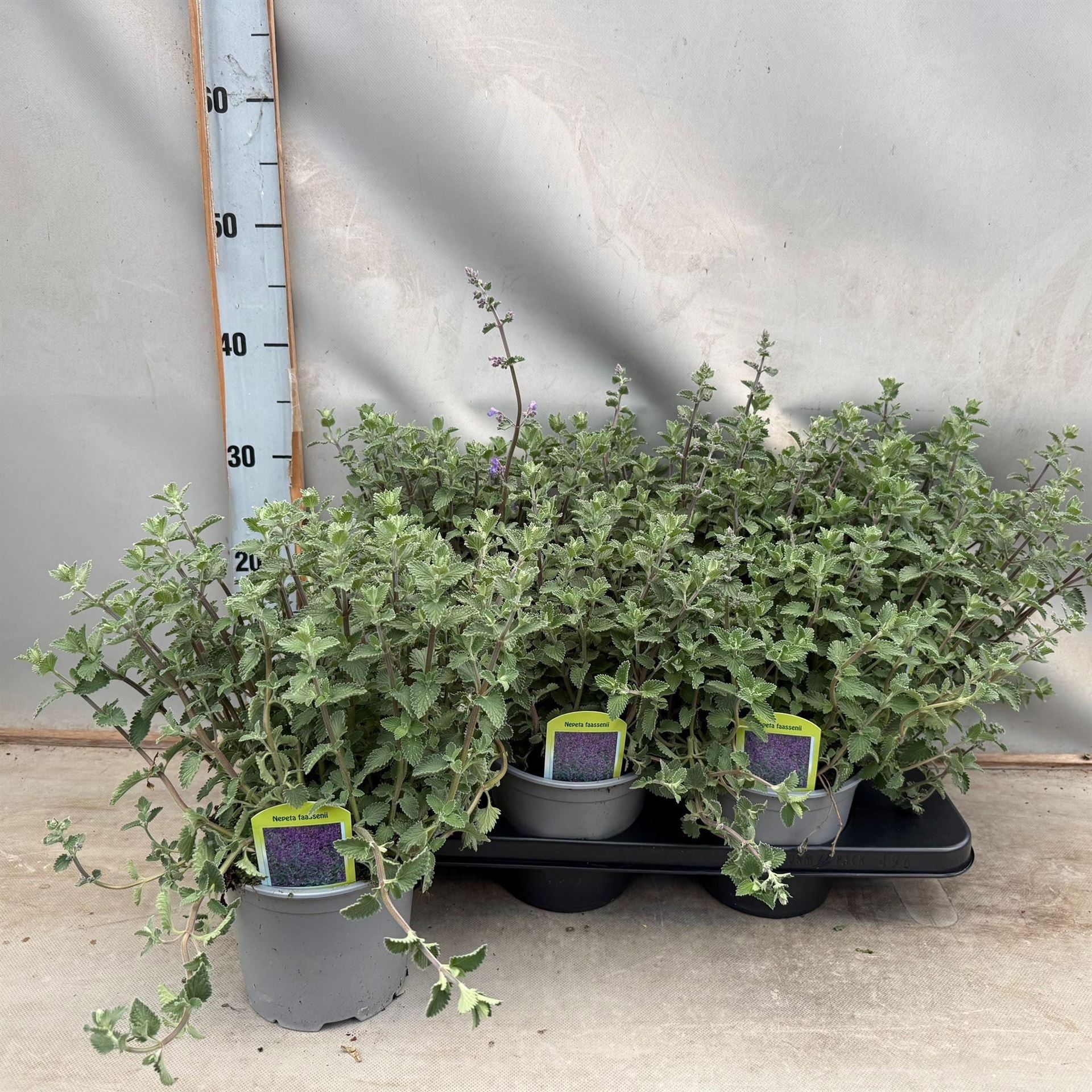 Горшечные цветы и растения оптом Nepeta Faassenii от 6шт из Голландии с доставкой по России