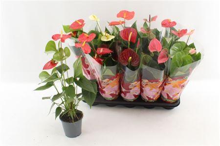 Горшечные цветы и растения оптом Anthu An Gem 4 Kl 4+ от 6шт из Голландии с доставкой по России