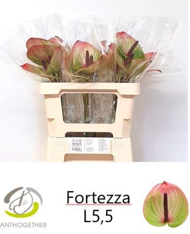 Срезанные цветы оптом Anthurium fortezza от 30шт из Голландии с доставкой по России