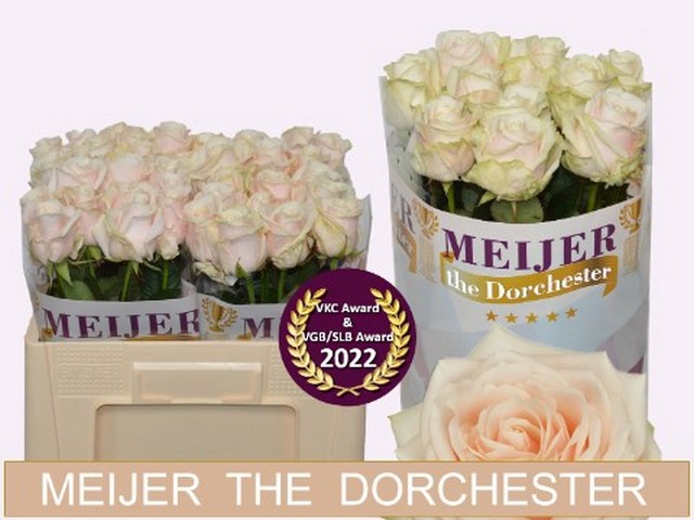 Срезанные цветы оптом Rosa large dorchester+ от 50шт из Голландии с доставкой по России