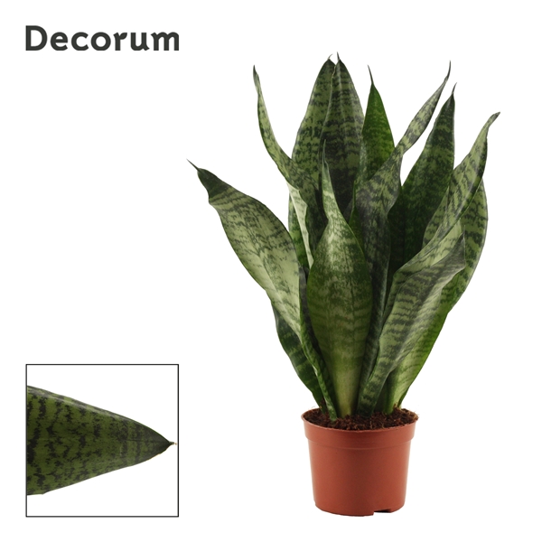 Горшечные цветы и растения оптом Sansevieria Super Green (decorum) от 18шт из Голландии с доставкой по России