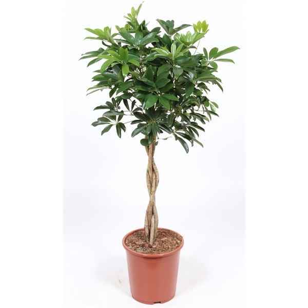 Горшечные цветы и растения оптом Schefflera Compacta Twisted Stem от 1шт из Голландии с доставкой по России