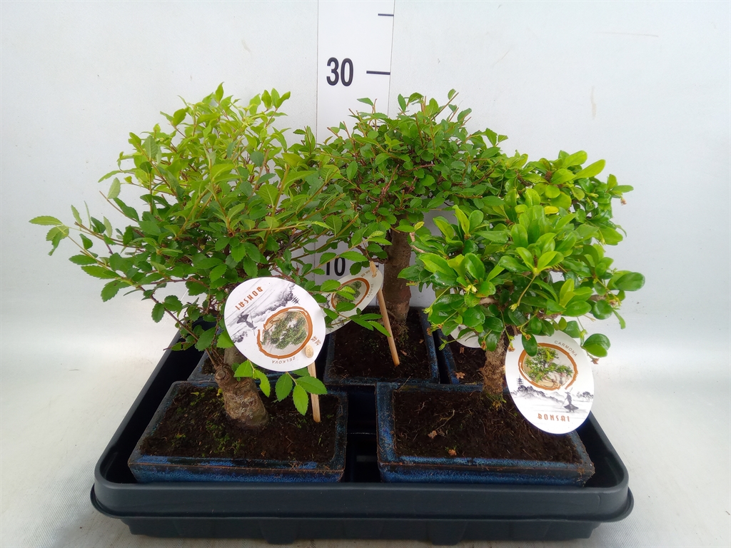 Горшечные цветы и растения оптом Bonsai   ...mix от 5шт из Голландии с доставкой по России