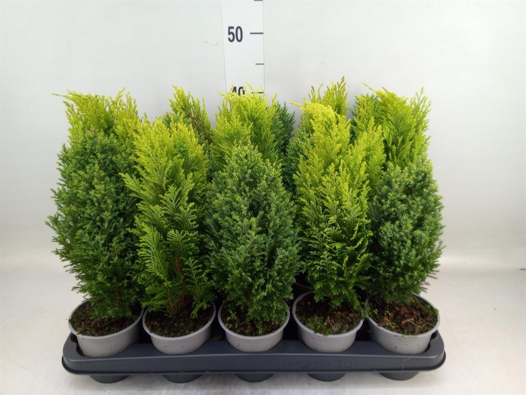 Горшечные цветы и растения оптом Conifers   ...mix от 15шт из Голландии с доставкой по России