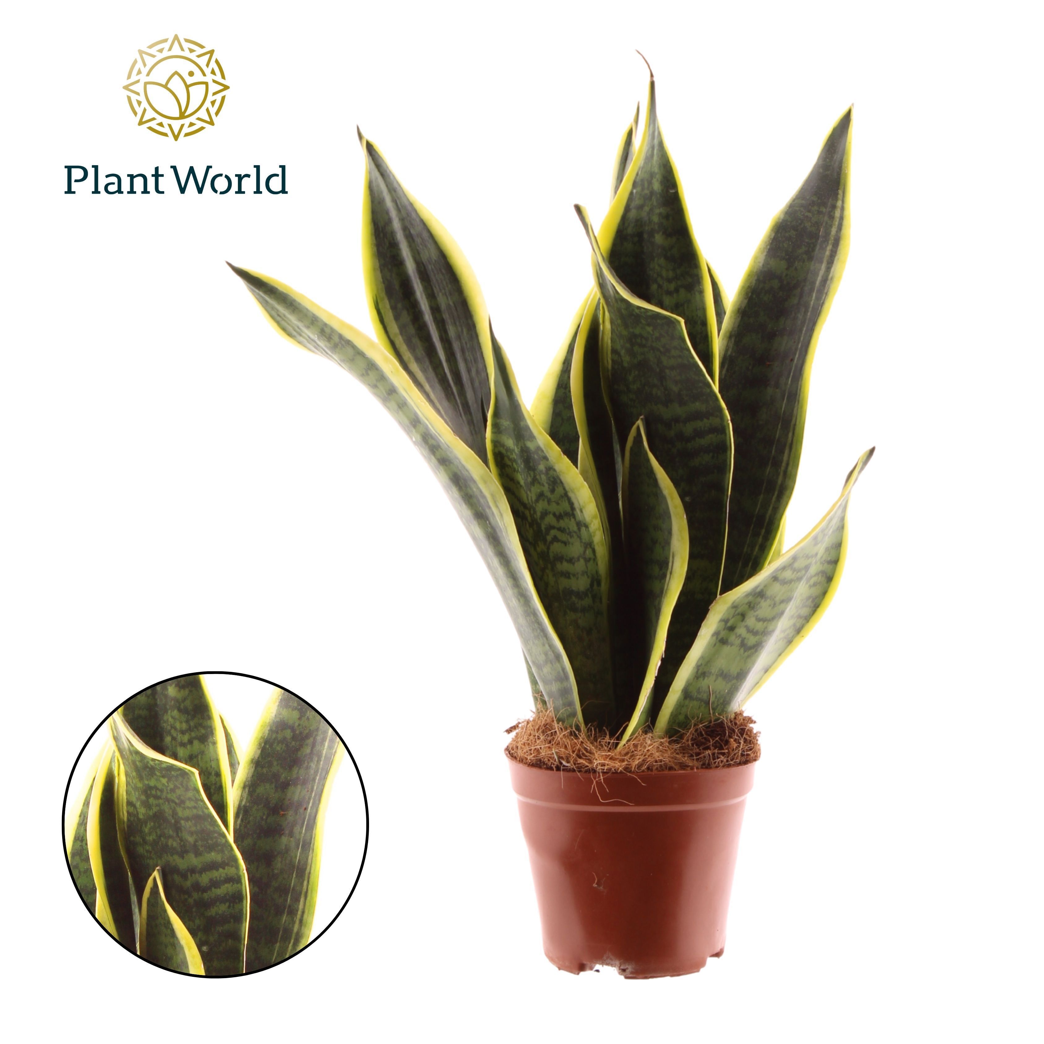 Горшечные цветы и растения оптом Sansevieria Futura Superba от 10шт из Голландии с доставкой по России