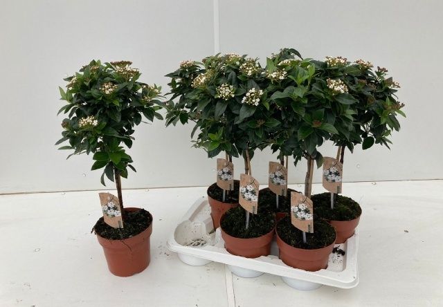 Горшечные цветы и растения оптом Vibu Tinus от 6шт из Голландии с доставкой по России