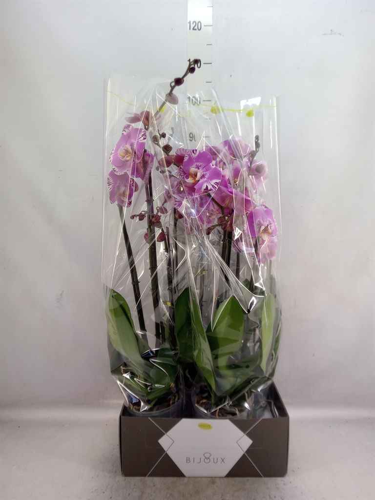 Горшечные цветы и растения оптом Phalaenopsis   ... от 4шт из Голландии с доставкой по России