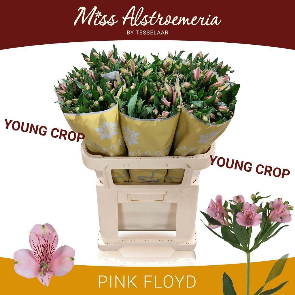 Срезанные цветы оптом Alstroemeria pink floyd от 50шт из Голландии с доставкой по России