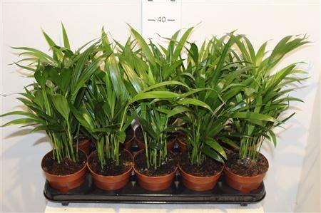 Горшечные цветы и растения оптом Dypsis Lutescens 15pp от 10шт из Голландии с доставкой по России