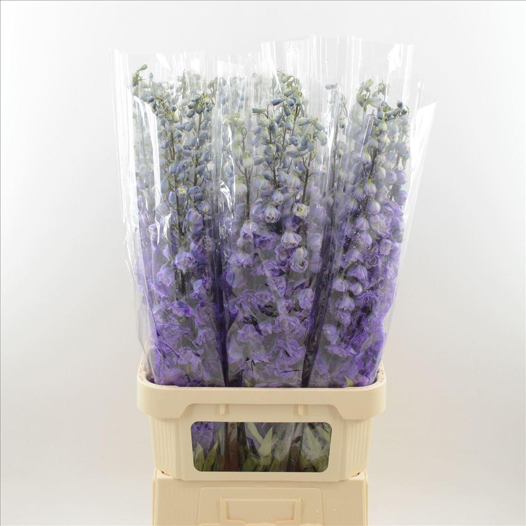 Срезанные цветы оптом Delphinium el dev purple heart от 30шт из Голландии с доставкой по России